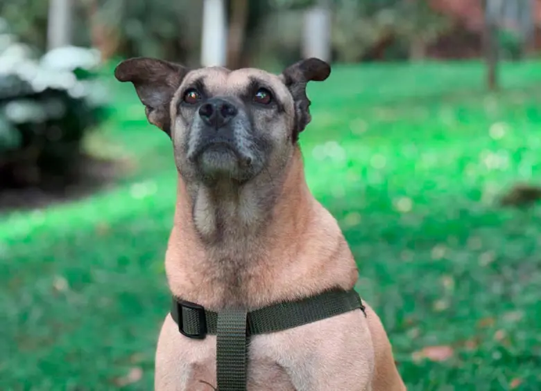 Final feliz: Odie, el perro rescatado hace 10 años de las vías del metro en Medellín, por fin encontró una familia