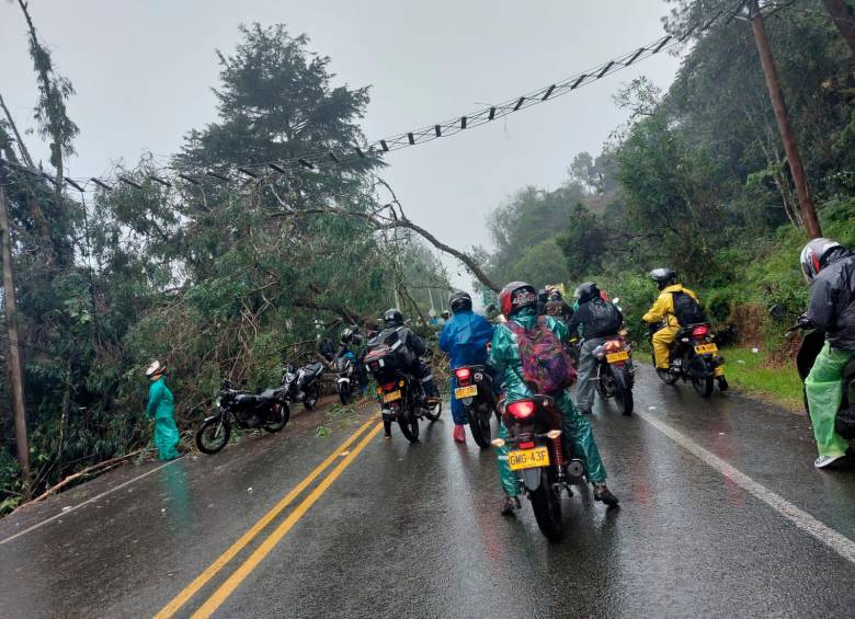 El árbol caído en la avenida Las Palmas ha afectado la movilidad esta mañana. FOTO: CORTESÍA