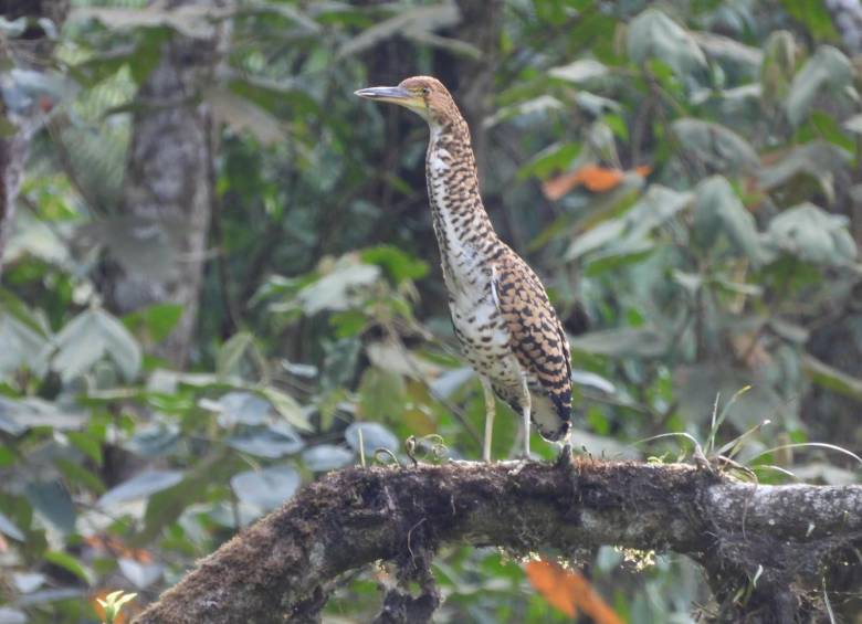 El vaco cabecinegro es una especie que se ve, más que todo, en Brasil, Argentina, Guyana y Costa Rica. FOTO: CORTESÍA ALCALDÍA DE MEDELLÍN