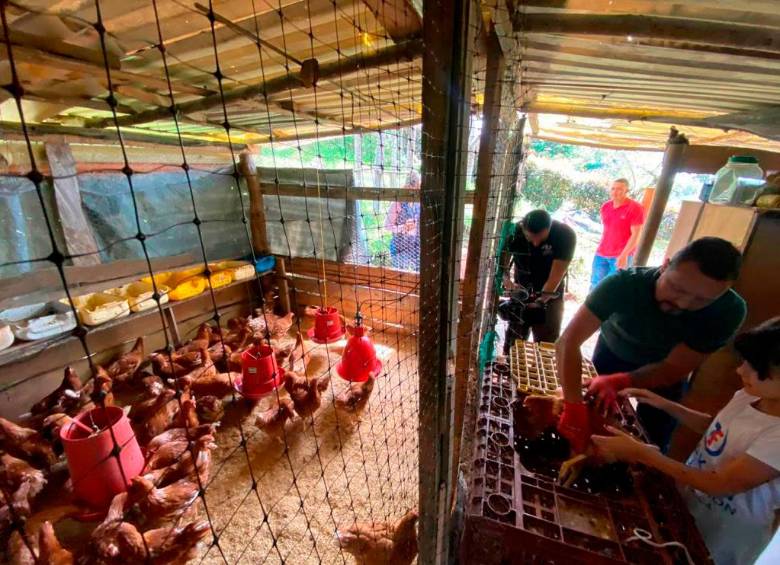 Gracias a la solidaridad, Jénnifer y su familia pudieron darle una segunda vida a su granja avícola en Rionegro. FOTOS Cortesía