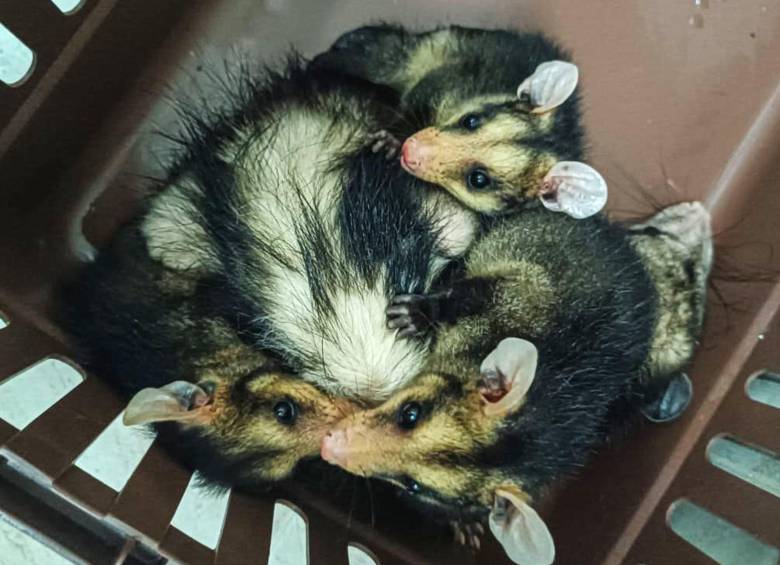 Las crías de la Zarigüeya que fue encontrada muerta por el uso de pólvora. FOTO: Área Metropolitana del Valle de Aburrá