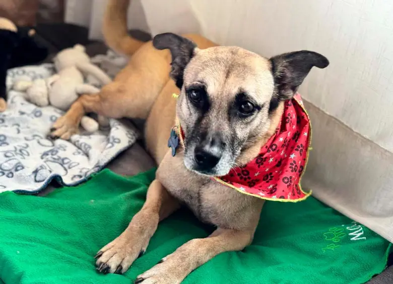 Odie era toda una institución en La Perla. Nunca tuvo suerte en las jornadas de adopción, hasta que Daniela y Juan Guillermo lo conocieron. FOTO: CORTESÍA ALCALDÍA DE MEDELLÍN