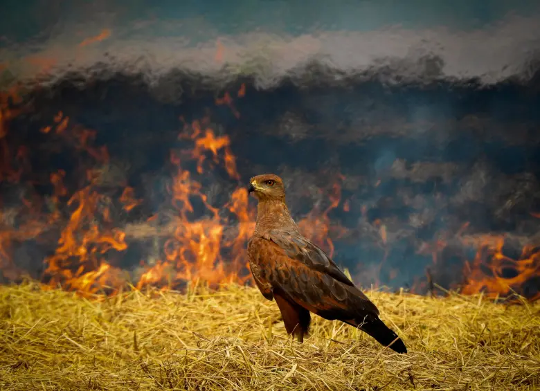 La imagen con la que Alberto Peña ganó el reconocimiento de la National Audubon Society. FOTO cortesía Alberto Peña