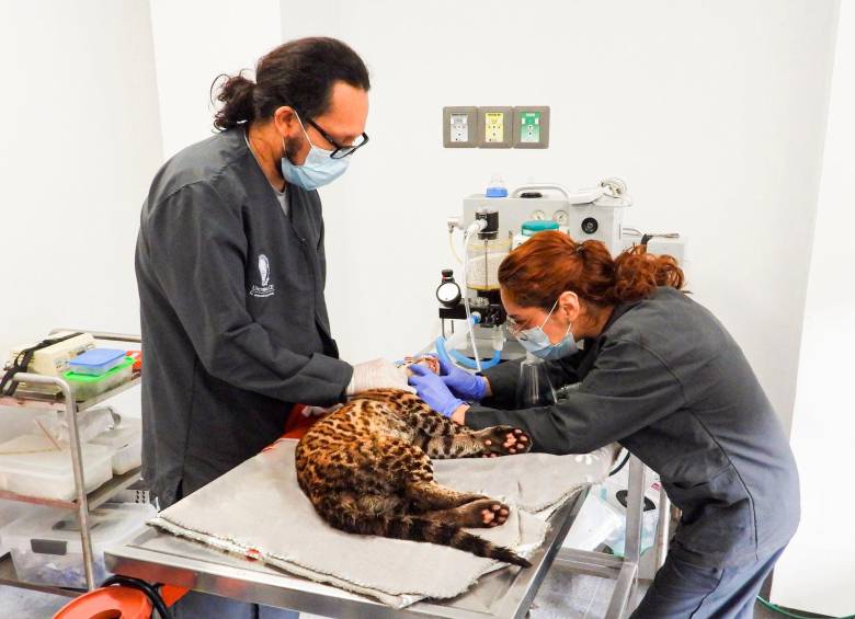 El ocelote rescatado fue atendido en el Centro de Atención, Valoración y Rehabilitación de fauna silvestre del ÁreaMetropolitana, un proyecto que se desarrolla en convenio con la Universidad CES. FOTO Área Metropolitana