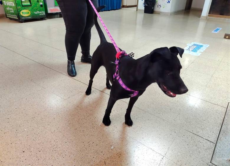 La perrita se encuentra en las instalaciones del periódico desde el pasado sábado. FOTO CORTESÍA 
