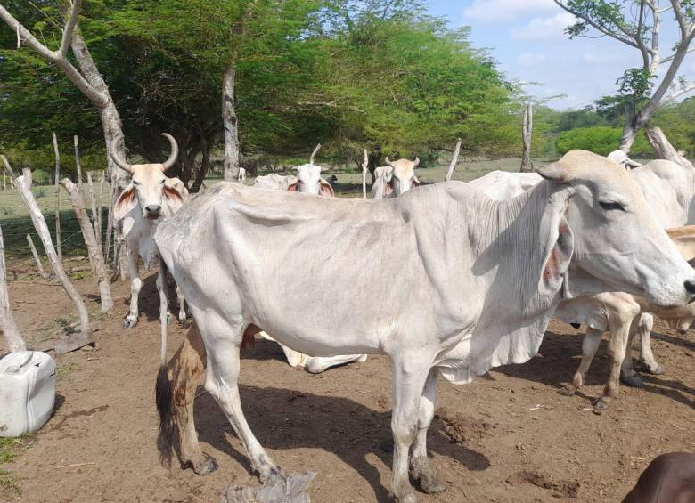 El Niño ha afectado duramente al Magdalena con la muerte de 3968 bovinos, 252.000 hectáreas y 46.300 animales desplazados.