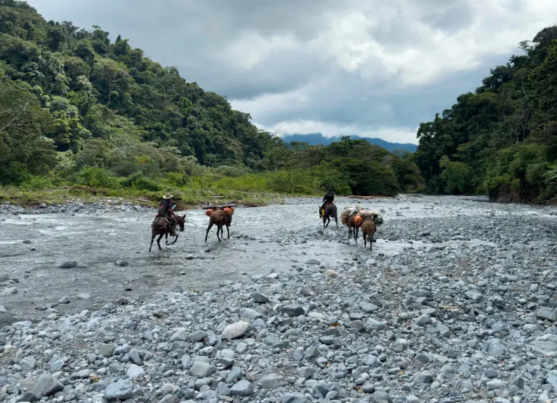 Con el programa Contigo Antioquia se han realizado atenciones directas desde la ruralidad dispersa con médicos especialistas en Toxicología, Pediatría, Ginecobstetricia, Urgentología, Psiquiatría y Medicina Interna. FOTOS CAMILO SUÁREZ ECHEVERRY Y CORTESÍA