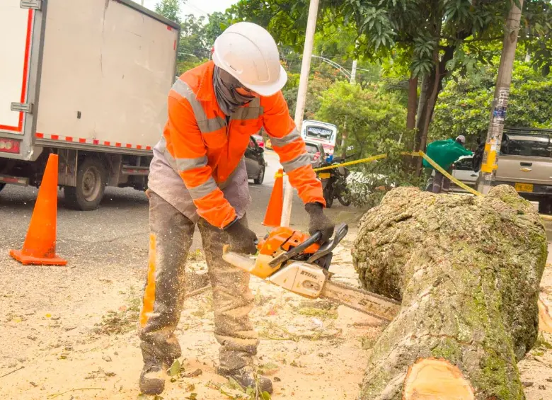 Las solicitudes para intervención de árboles en riesgo han aumentado tras la ola de incidentes en la ciudad. FOTO: CORTESÍA ALCALDÍA DE MEDELLÍN
