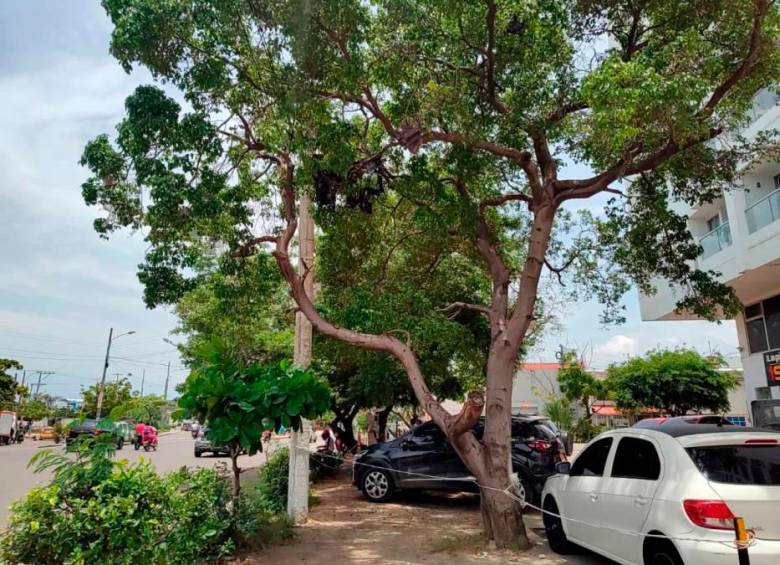 Este es el Hipponame Mancinella que es conocido como “manzanillo de la muerte”, “manzanillo de playa” o simplemente “árbol de la muerte”. FOTO: Colprensa