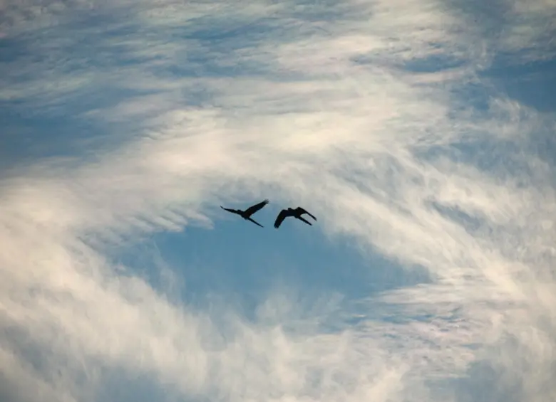 Garzas volando. Foto: Cristina Rodriguez. 