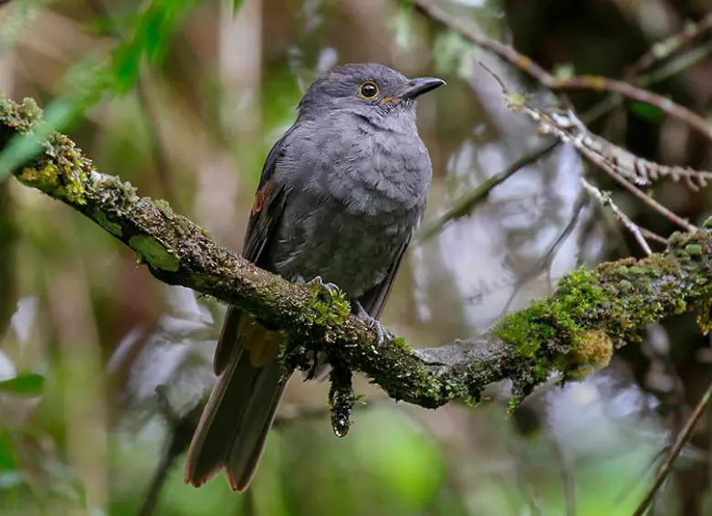 El arrierito antioqueño es una de las especies amenzadas por el conflicto armado. FOTO: Fabrice Schmitt / eBird