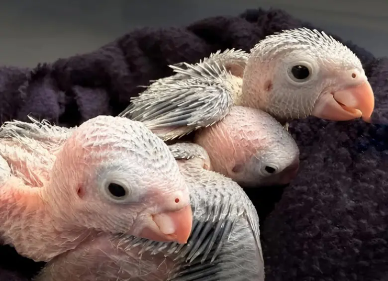 Así se ven los polluelos de aves silvestres durante esta temporada reproductiva. FOTO cortesía Área Metropolitana