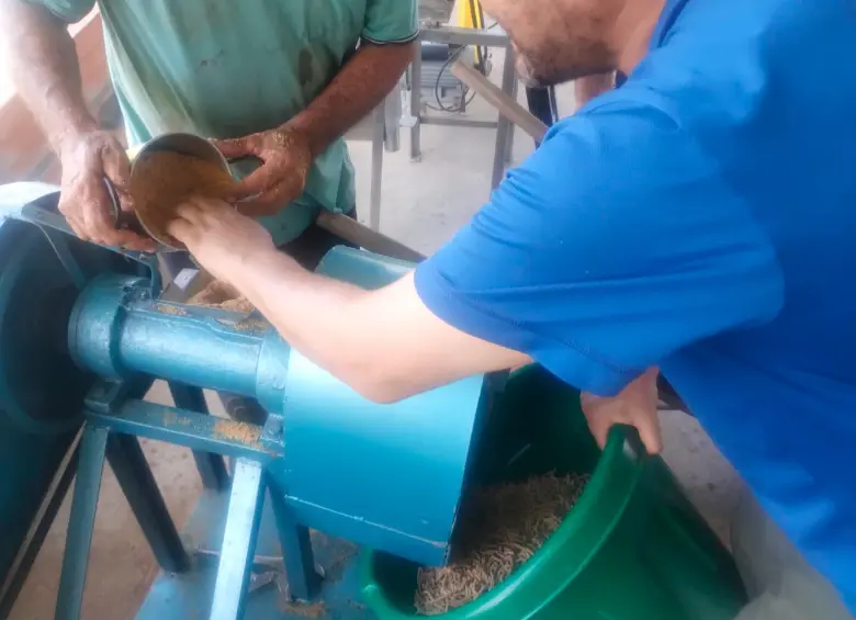 Investigadores de la Universidad de Antioquia procesan las larvas de la mosca soldado negra para obtener una harina rica en proteína. FOTO cortesía José Édgar Zapata Montoya
