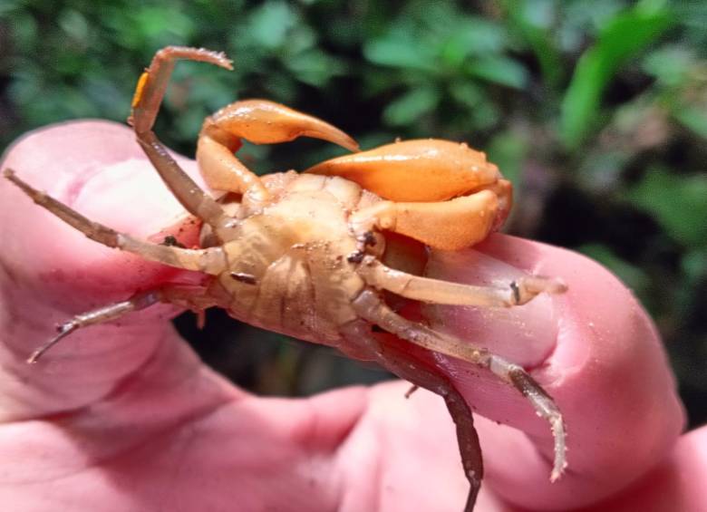 Este cangrejo puede tener caparazones acorazonados que pueden medir entre 2,5 y 10 centímetros. FOTO: Cortesía Corantioquia