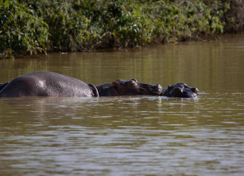 ¿Quién es Anant Ambani, el multimillonario indio que se ofreció a recibir los hipopótamos de Colombia?