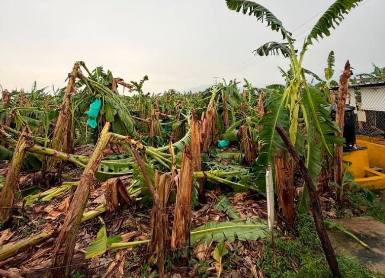 Los fuertes vendavales afectaron entre 1.000 y 1.500 hectáreas de cultivos de banano en la Zona Bananera del Magdalena, perjudicando a más de 250 pequeños productores. FOTO cortesía Asbama