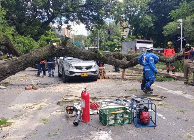 El árbol se vino encima afectando tres carros y una moto. FOTO: JULIO HERRERA