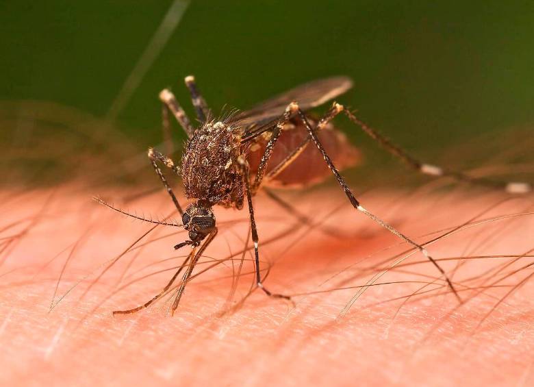 Un mosquito de la especie Ochlerotatus notoscriptus alimentándose de un humano. Foto: Agencia Sinc