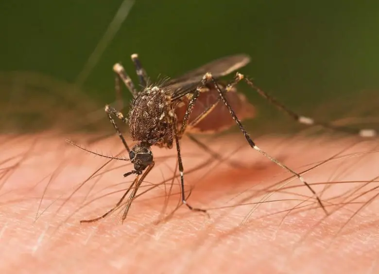 Un mosquito de la especie Ochlerotatus notoscriptus alimentándose de un humano. Foto: Agencia Sinc