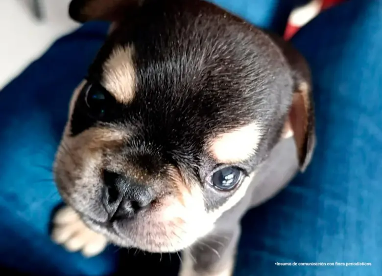 Justicia para Odín /FOTO: CORTESÍA