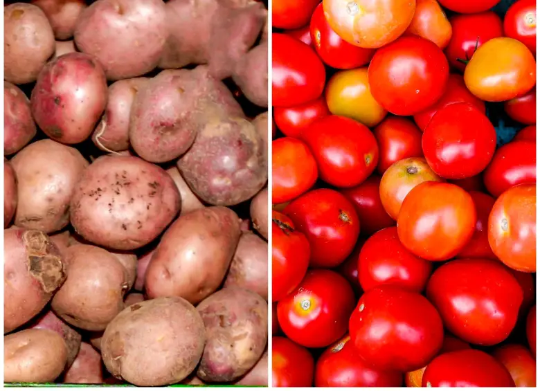 Variedades de papa y tomate cultivadas, descendientes de especies domesticadas en los Andes, hoy forman parte esencial de la dieta global. FOTOS Juan Antonio Sánchez