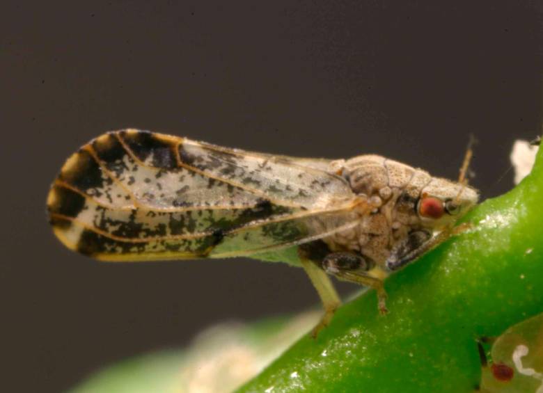 La Diaphorina citri fue reportado por primera vez en Colombia en 2008. Es el vector que trasmite la bacteria del HLB. 