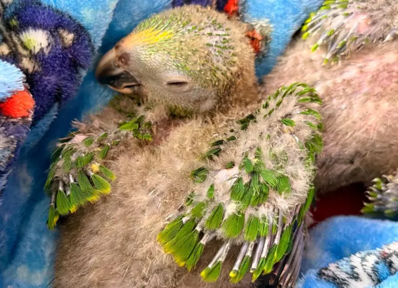 Las diez loras presentan deshidratación y problemas severos en sus órganos por la mala alimentación. FOTO: Cortesía Cornare