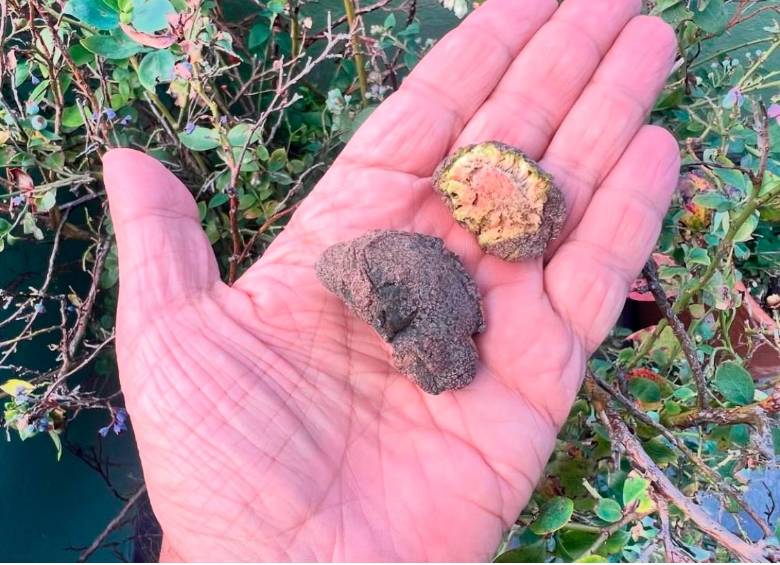 Sin nombre documentado (Parinari parvifolia). Este especie está considerada en Peligro Crítico de extinción por la pérdida de su hábitar natural. Está reportada para los departamentos de Córdoba y la región Amazónica y también se distribuye desde Costa Rica hasta la Guayanas y Brasil. Foto e información de @frutas_colombianas.