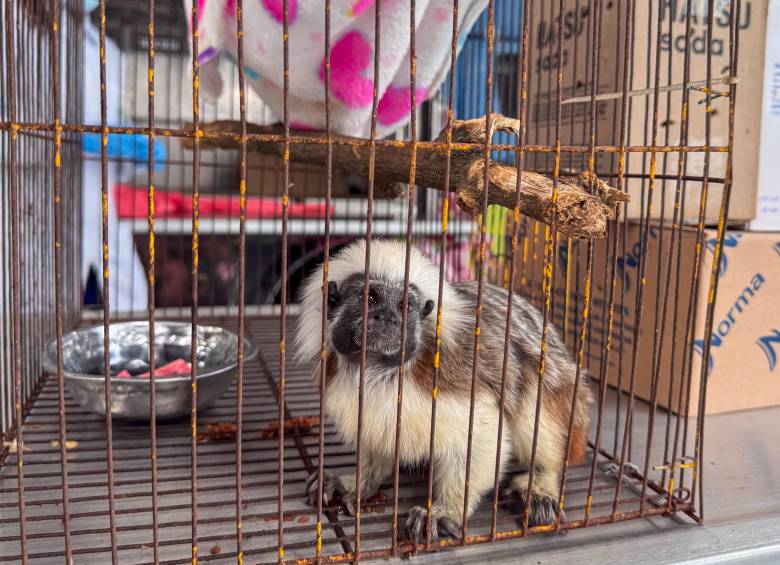 El tráfico de fauna y flora silvestre se incrementa en la Semana Santa. FOTO: Cortesía 