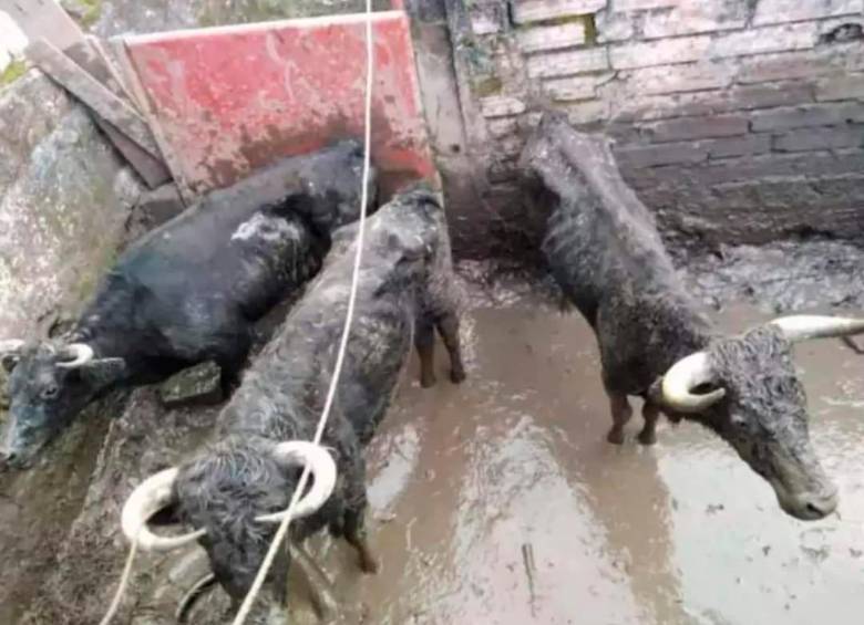 Las vaquillas presentaban un estado deplorable, básicamente estaban en los huesos, según la denuncia de los animalistas. FOTO: CORTESÍA DENUNCIAS ANTIOQUIA