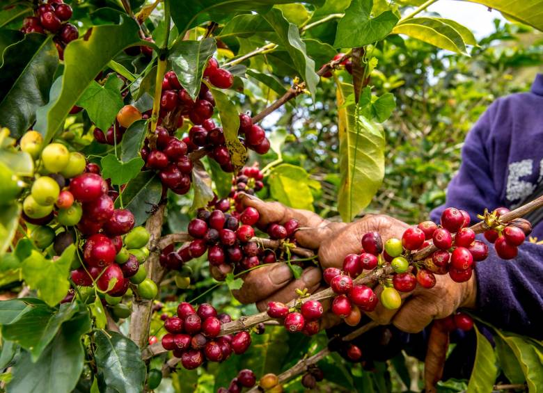 Producción De Café En Colombia Sigue Cayendo A Noviembre Mermó 10