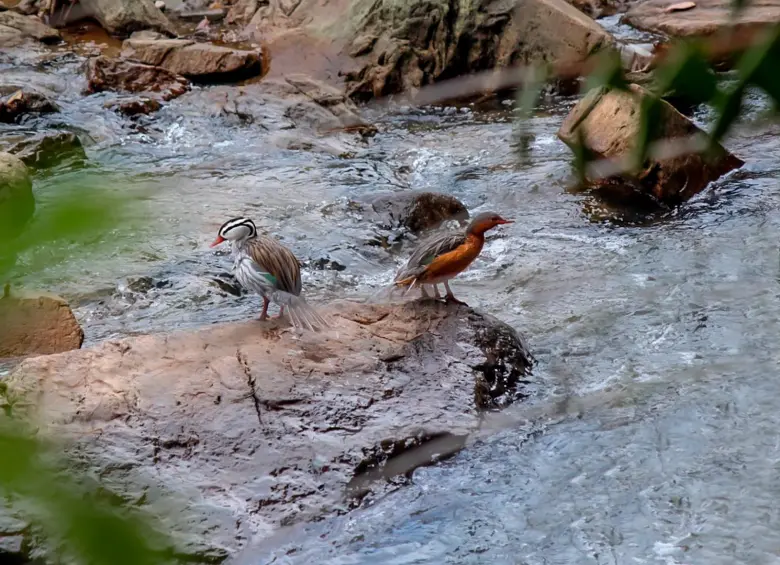 El pato de torrentes es una de las cinco especies de patos de las 148 que hay en el mundo viviendo en ríos de montaña de corrientes rápidas. FOTO: Mi Oriente