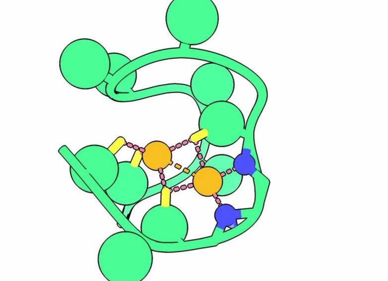Una representación por ordenador del péptido Nickelback muestra los átomos de nitrógeno de la columna vertebral (azul) que unen dos átomos críticos de níquel (naranja).