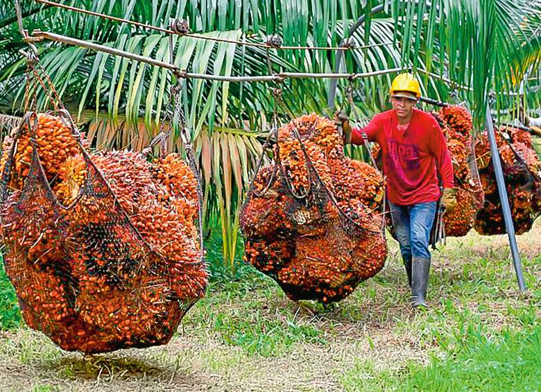 La agroindustria de la palma de aceite genera más empleo por hectárea que otros cultivos. Hay 12.000 hectáreas en Urabá. FOTO Cortesía