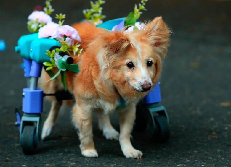 La 26ª Caminata Canina de Tierragro fue, una vez más, un éxito rotundo, dejando en claro que el amor por las mascotas es una parte vibrante y esencial del espíritu de la Feria de las Flores, consolidándose como un espacio donde la diversión y la conciencia animal caminan de la mano. Foto: Camilo Suárez Echeverry