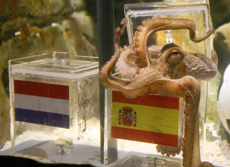 Paul, un pulpo alemán, acertó ocho pronósticos durante el Mundial de Sudáfrica 2010. FOTO: AFP vía Getty Images.