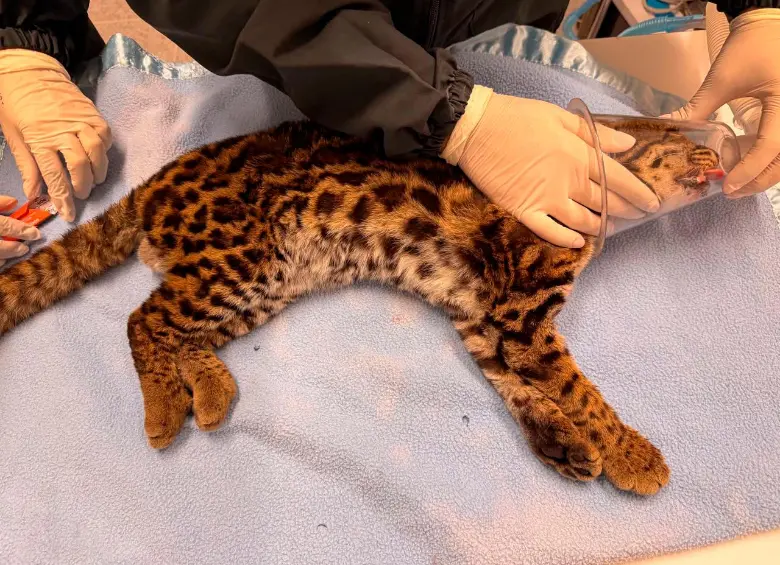 El tigrillo sufrió hemorragias en los ojos, fracturas en la mandíbula y heridas varias a causa del atropellamiento. FOTO: AMVA