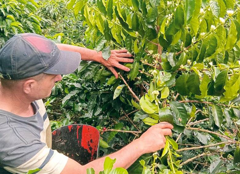 La actual situación hace pensar en 2023, año extremadamente lluvioso y con menos horas de luz de las necesarias, cuando los cafeteros recolectaron si acaso entre un 30% y un 40%. FOTO Cortesía