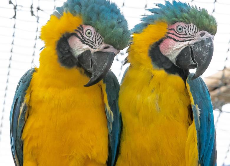 Rehabilitar guacamayas es difícil por la compleja organización social que tienen. Para tener éxito hay que liberarlas en parejas. FOTO Jaime Pérez