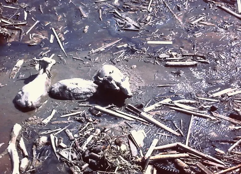 40 años de la tragedia de Armero: “No olvidaré jamás el olor a muerte”