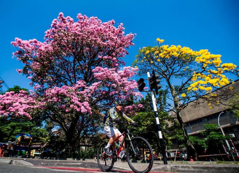 El sol y el ciclo normal de reproducción de las flores están relacionados a la floración de árboles como el guayacán o roble amarillo. FOTO Julio César Herrera