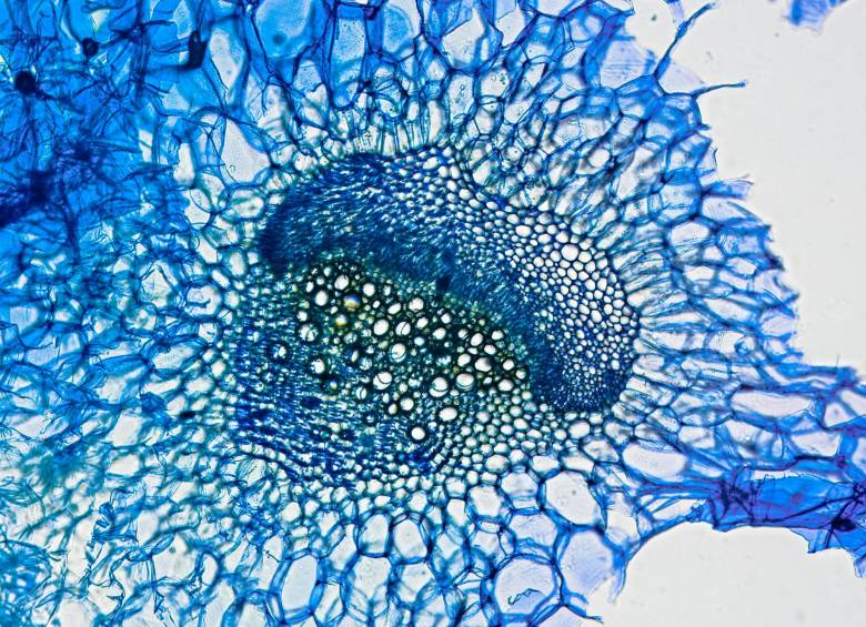 Cada microfotografía mide 1 milímetro: esta es de un tallo de apio. Foto: ShutterStock