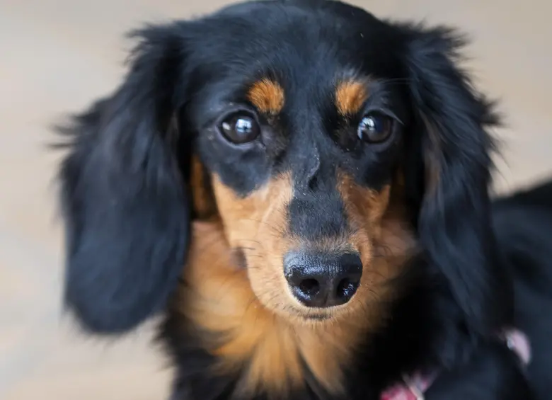 Aunque la Corte Suprema se pronunció sobre este tipo de licencias, en el Congreso avanza un proyecto para que se convierta en ley. Foto: Julio César Herrera Echeverri.