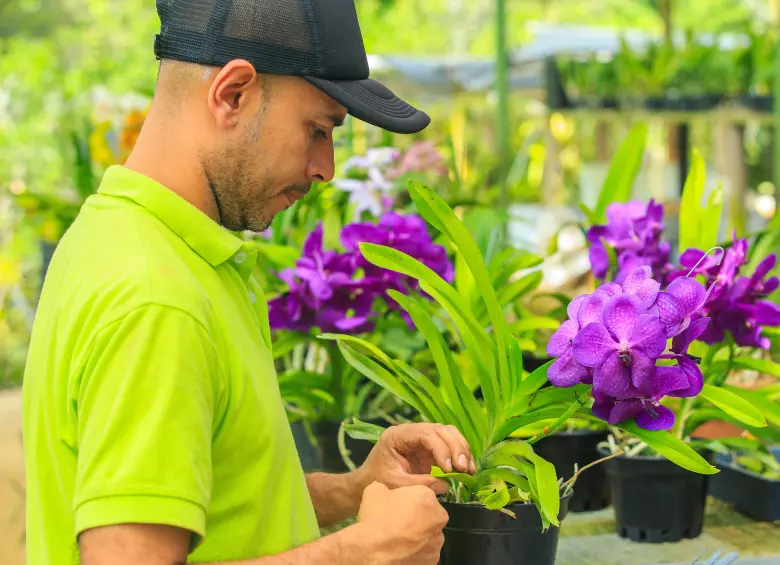 Los cultivos de orquídeas ya están preparados para esta feria. FOTO Camilo Suárez