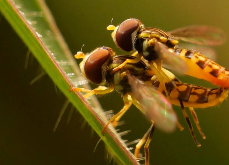 Las moscas de las flores del género Toxomerus sp. hacen parte de la orden Diptera, que agrupa moscas, mosquitos y zancudos. Los individuos de esta orden se caracterizan por tener un par de alas y un par de balancines. o halterios, y como parte de su estructura bucal, un aparato succionador o chupador. Pueden alimentarse de plantas, madera o materia orgánica en descomposición, hongos, sangre de mamíferos o anfibios, heces, néctar y carroña. Son importantes bioindicadores del estado de los ambientes naturales. FOTO cortesía Carolina Henao 