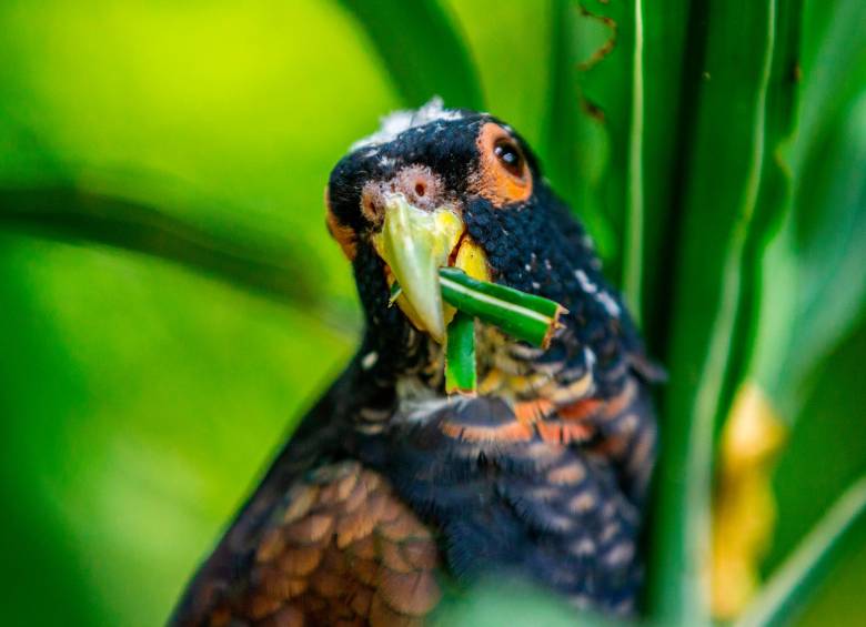 La depredación de los bosques y la introducción de especies invasoras han sido algunas de las causas que ocasionaron las extinciones. Foto: Camilo Suárez.