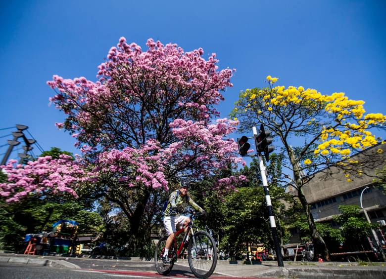 ¡Tierra de guayacanes! Medellín y Bello sembraron 16.000 en los últimos tres años