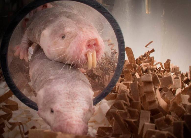 Los roedores subterráneos resisten hasta 18 minutos sin oxígeno. Foto: SINC- Antoine Morin