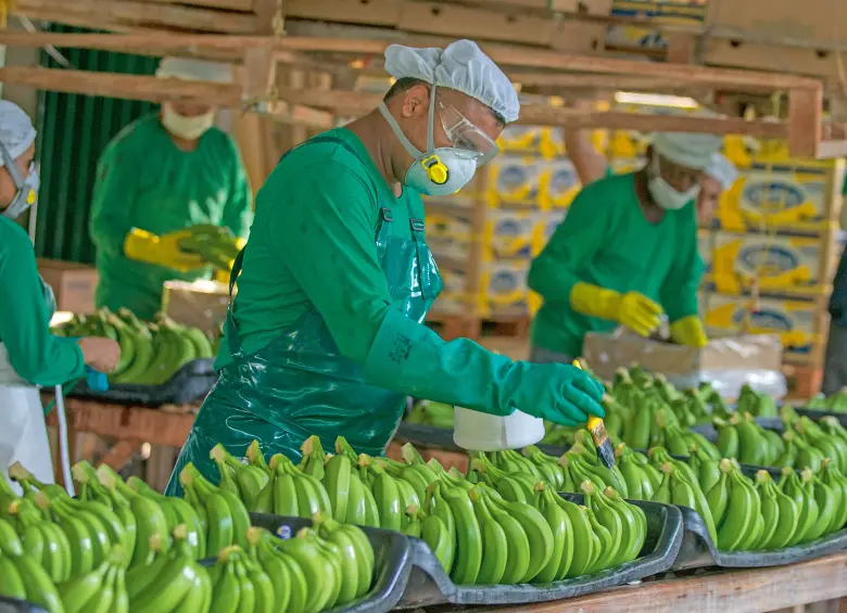 Industria del banano emplea a más de 100.000 personas en Urabá