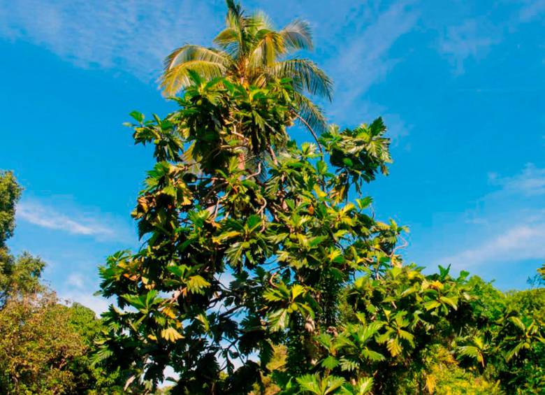 El árbol del pan (Artocarpus altilis), introducido en la ciudad, también está en la lista de especies cuyo polen causa alergias respiratorias, según pruebas clínicas recientes.
